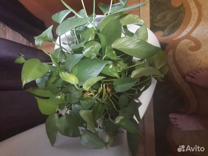 Пальма и др