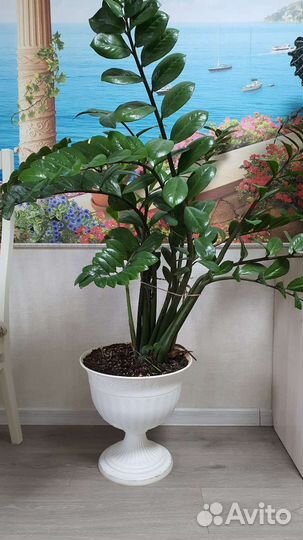 Замиокулькас