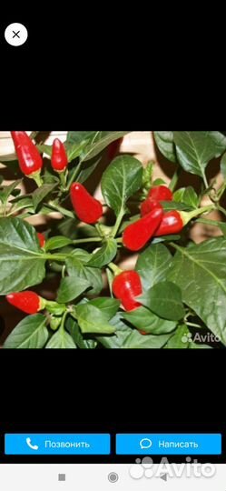 Перец острый комнатный домашний