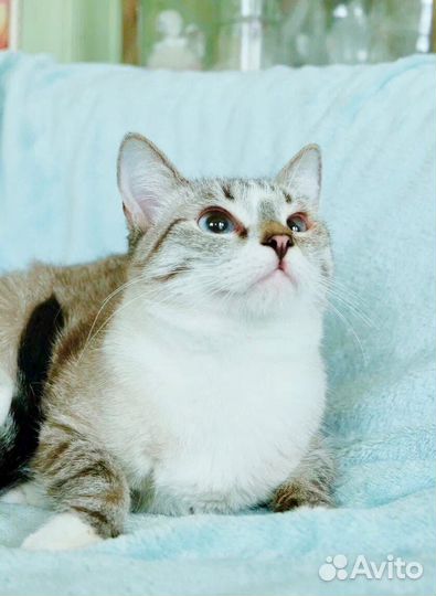 Маффин - тайский красавец ищет заботливые руки