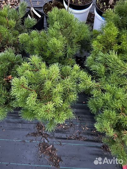 Сосна Горная В Ассортименте