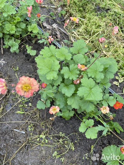 Гравилат чилийский Май-Тай и Борисий