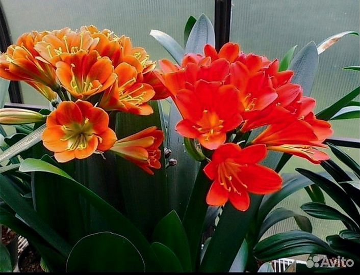 Кливии сортовые