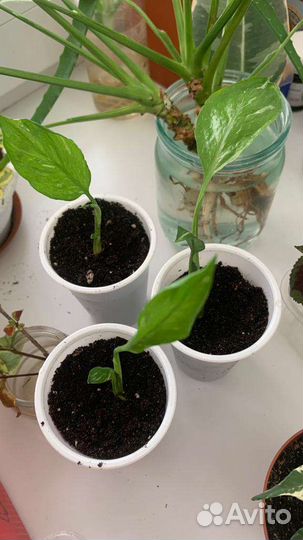 Спатифиллум джемини