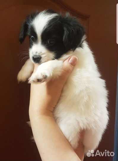 Щенки папийона 5 месяцев