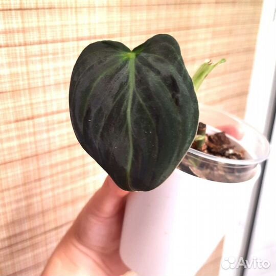 Ароидные часть 2