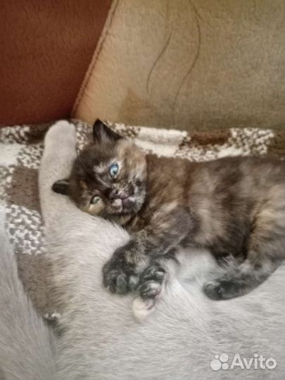 Кошка бесплатно