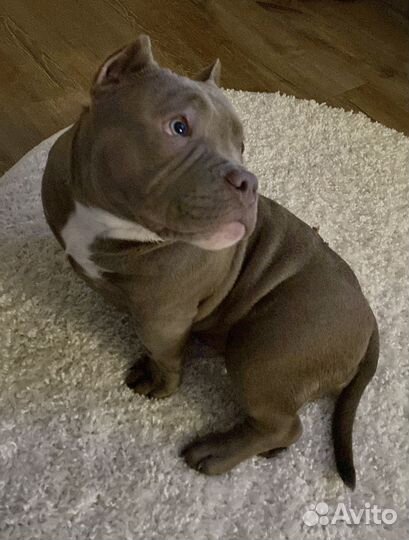 Передержка собак и кошек квартирного типа