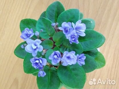 Сортовые фиалки мини/полумини