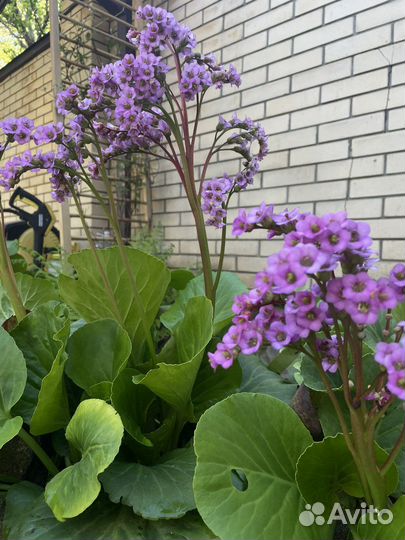 Бадан толстолистный