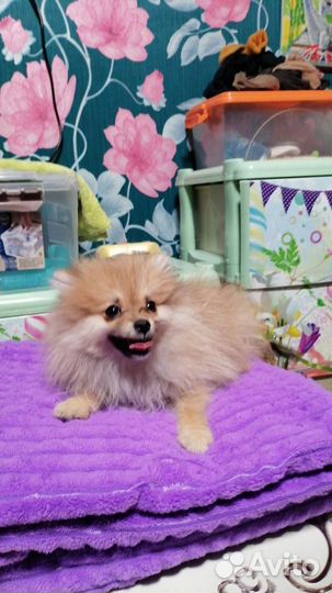 Померанский шпиц медвежьего типа