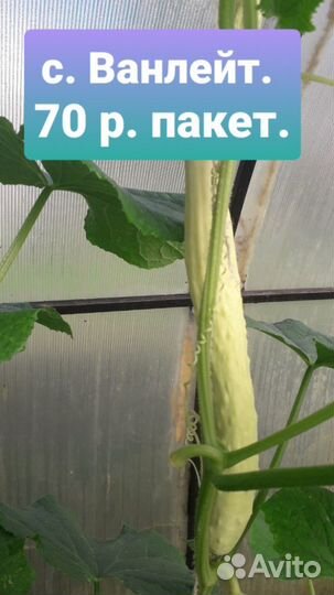 Семена огурцов