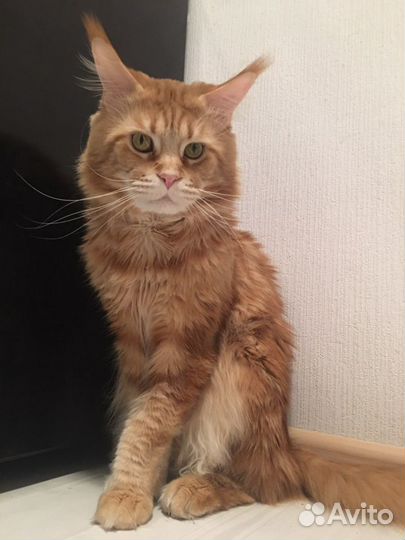 Кот на вязку Мейн-кун