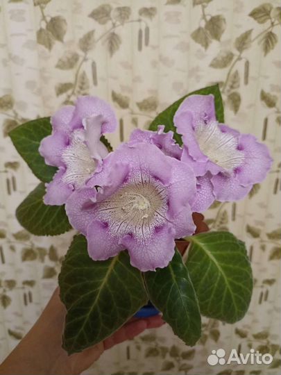 Глоксиния цветущая