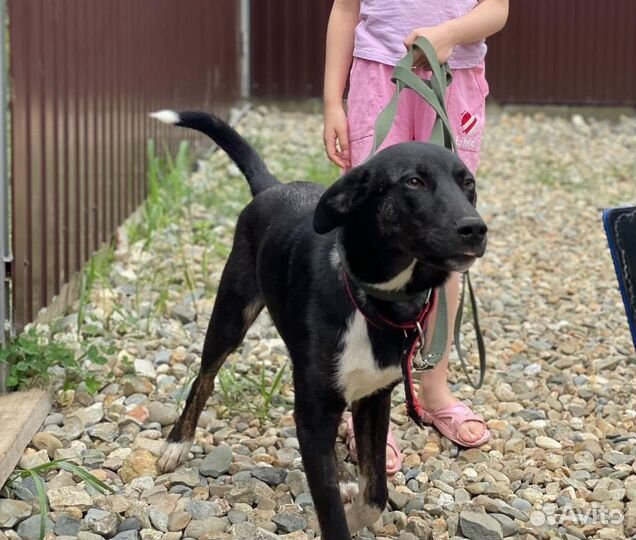 Собака в добрые руки