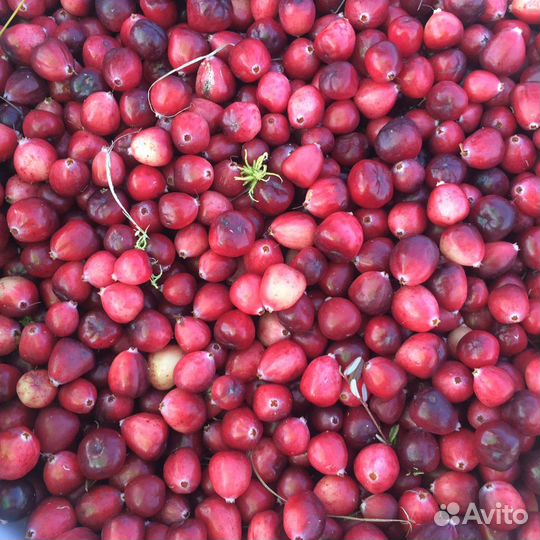 Клюква свежая