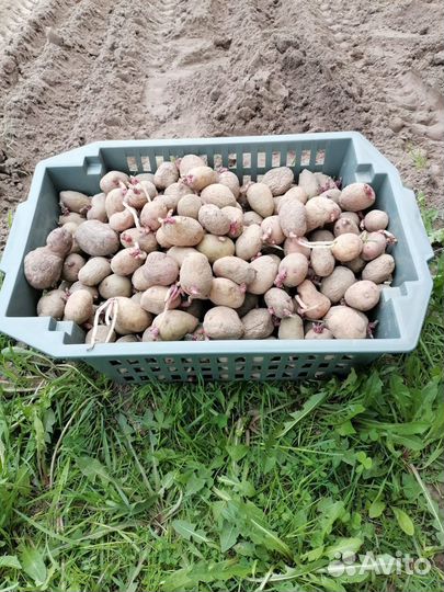 Семенной картофель ред скарлет