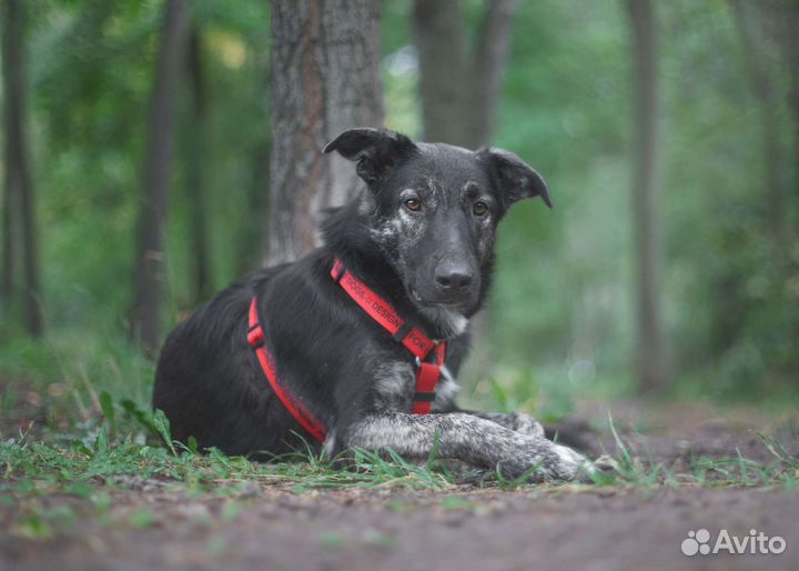 Собака в добрые руки. Дружелюбный Айрон ищет дом