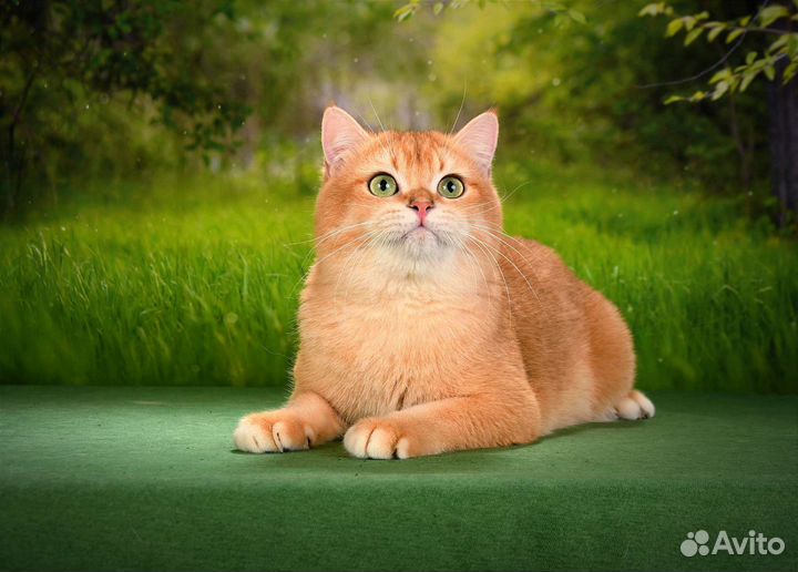 Золотой кот NY12 на вязку. Чемпион WCF