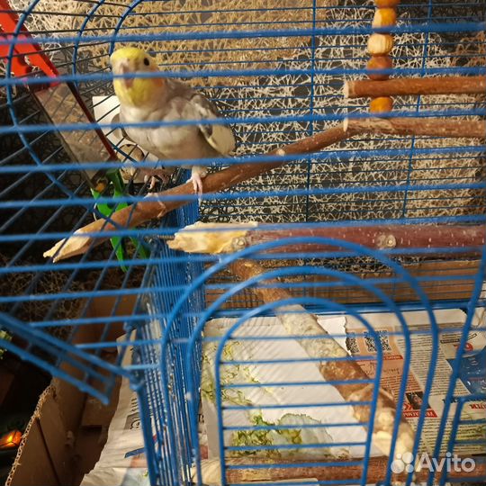 Говорящий попугай