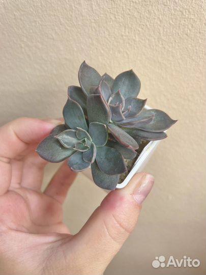 Суккуленты