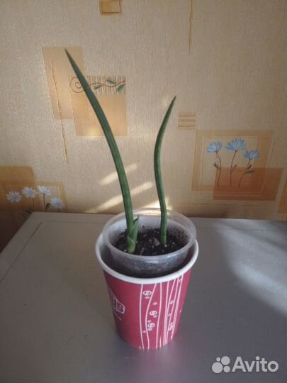 Кактусы, суккуленты и другие цветы