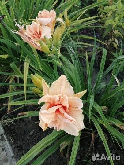 Лилейники сортовые