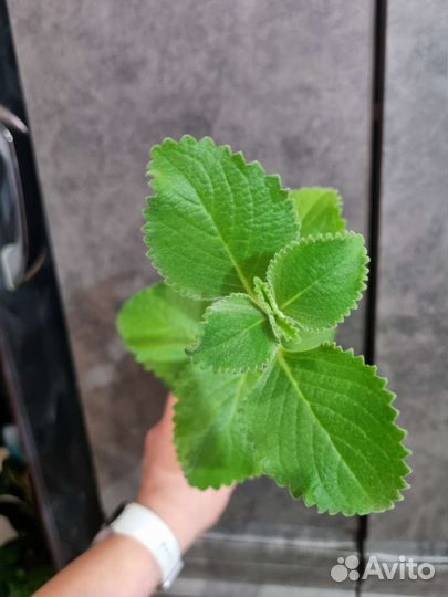 Плектрантус или комнатная мята, 3 сорта