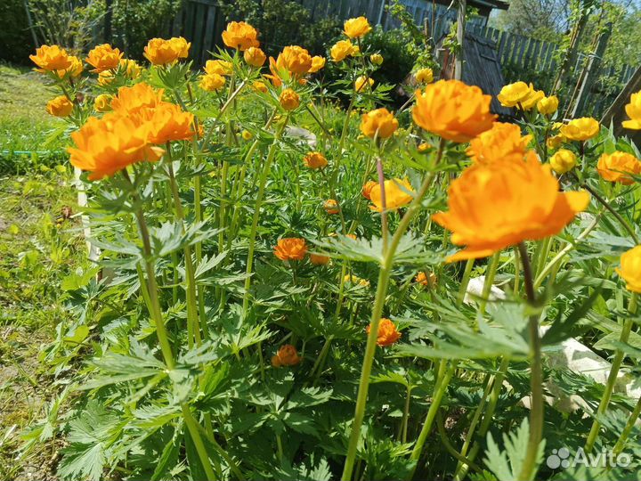 Купальница садовая - многолетник на посадку