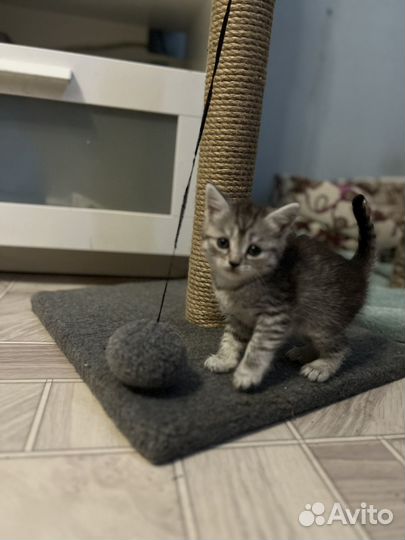 Кошка