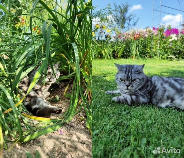 Кот ищет дом. В добрые руки