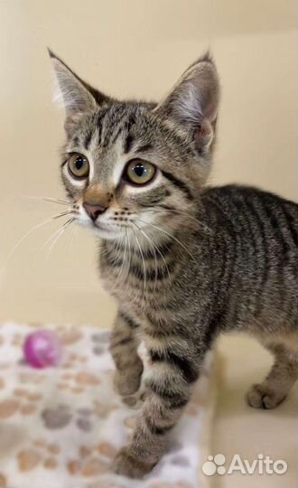 Европейская котенок девочка в дар 3,5 месяца