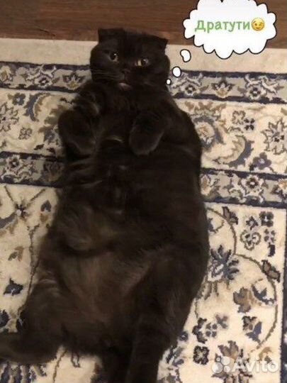 Британская кошка бесплатно