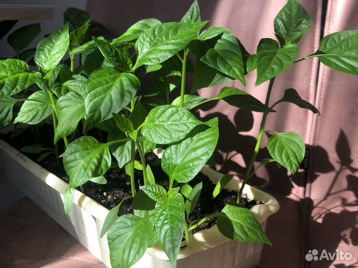 Рассада сладкого перца