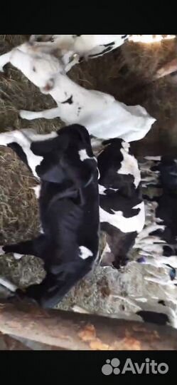 Бычки 1-5 месяцев