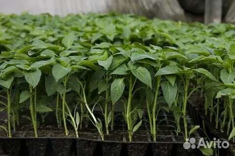 Рассада овощей