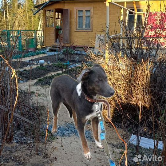 Собачка добрая девочка 8 мес., стерелизована