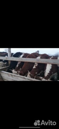 Телята бычки