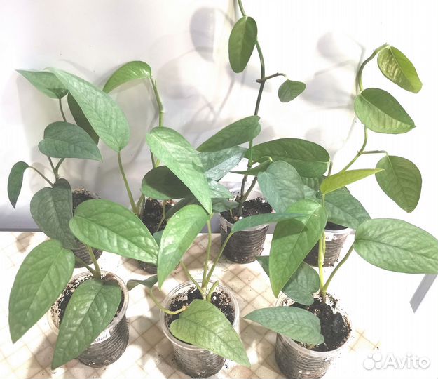 Сциндапсус, эпипремнум ч.1