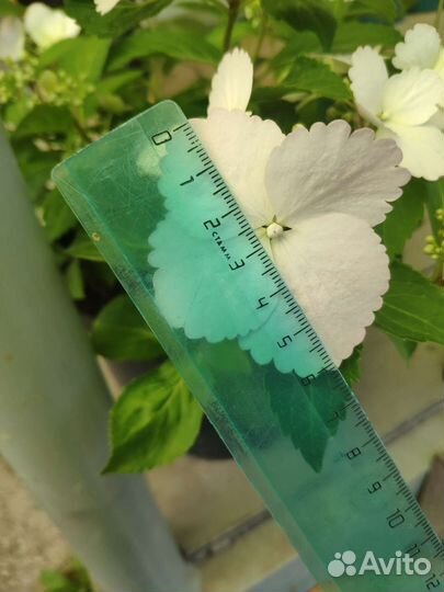 Укоренённые черенки гортензии 