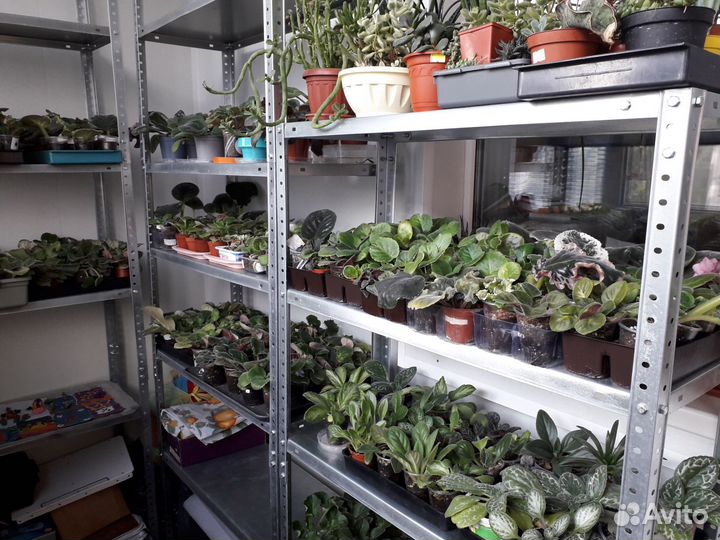 Сортовые фиалки