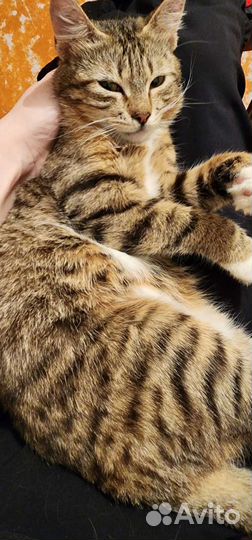 Европейская