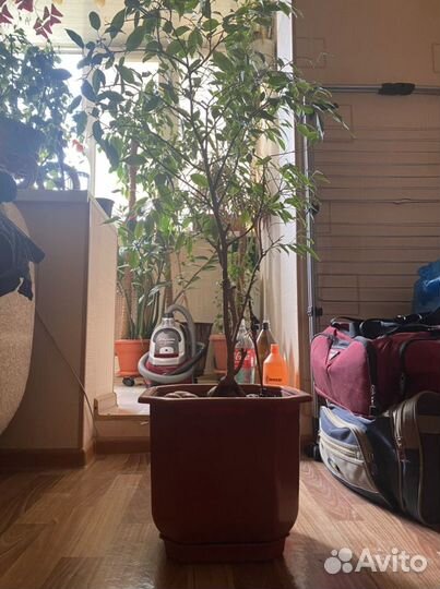 Фикус Бенджамина