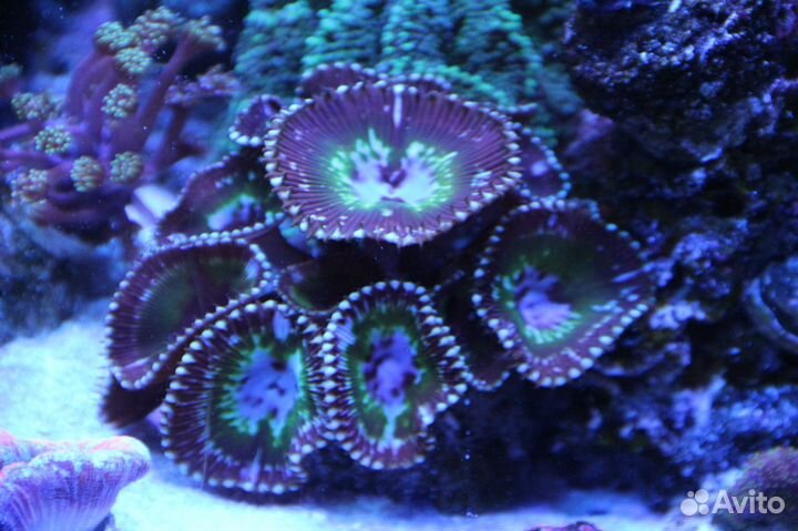 Продам кораллы: Зонты для Морского Аквариума