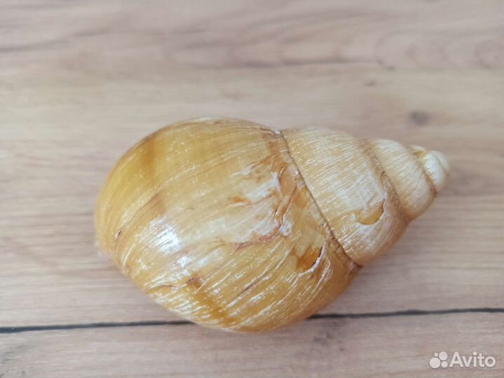 Морская раковина