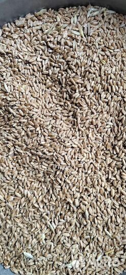 Пшеница ячмень