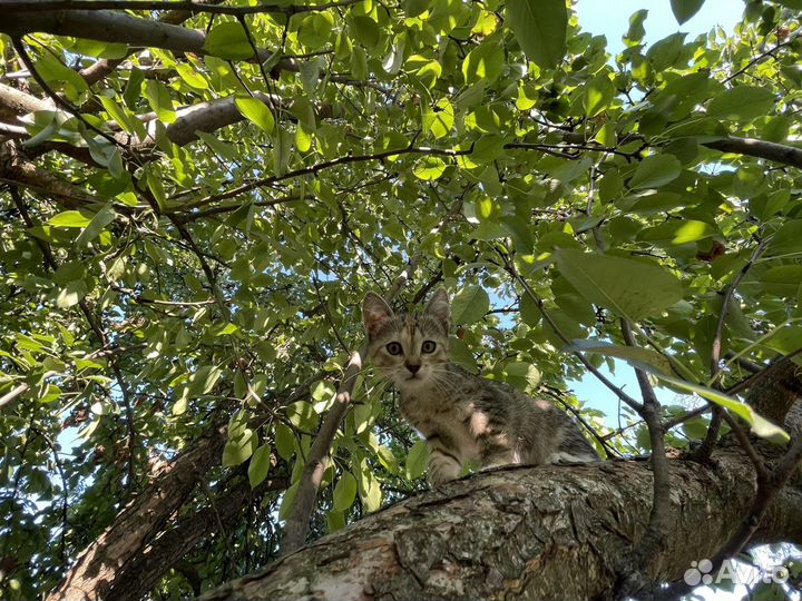 Котенок от миниатюрной кошки