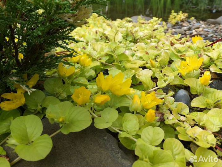 Вербейник монетчатый