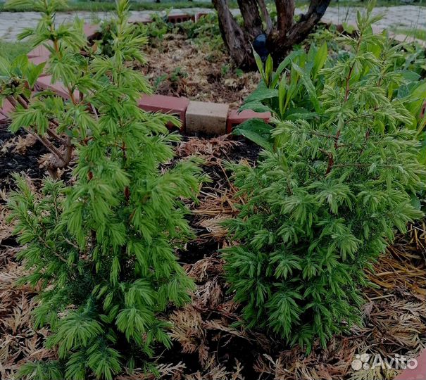Можжевельник прямой 3-4 года 75-80 см, виноград