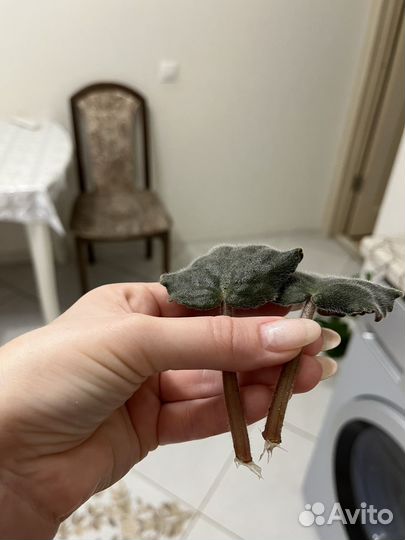 Листики фиалки с корнями